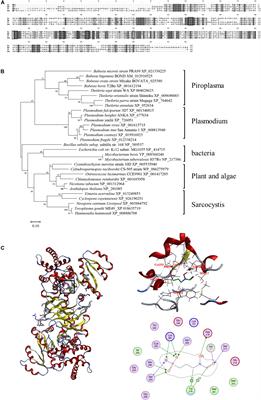 Inhibitory Effects of Fosmidomycin Against Babesia microti in vitro